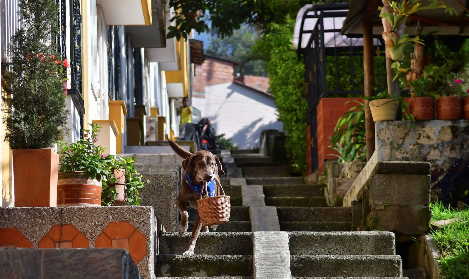 Eros, el perro que hace envíos a domicilio en Colombia - 