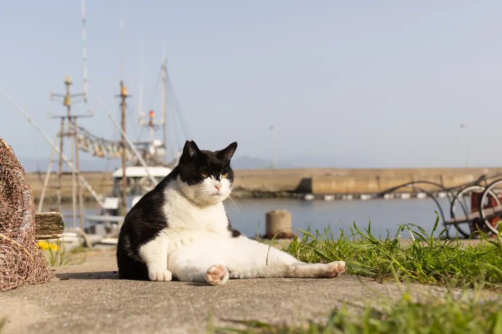 Foto: Kenichi Morinaga / Comedy Pet Photo Awards