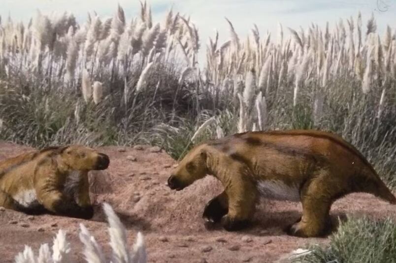 El perezoso gigante pesaba una tonelada. Foto: Museo de Ciencias Naturales de Miramar