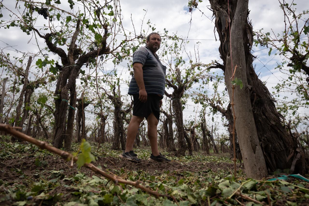 “Nunca en mi vida vi algo así, ¡lo perdí todo!”: el dolor de los productores afectados por el granizo. Foto: Ignacio Blanco / Los Andes  