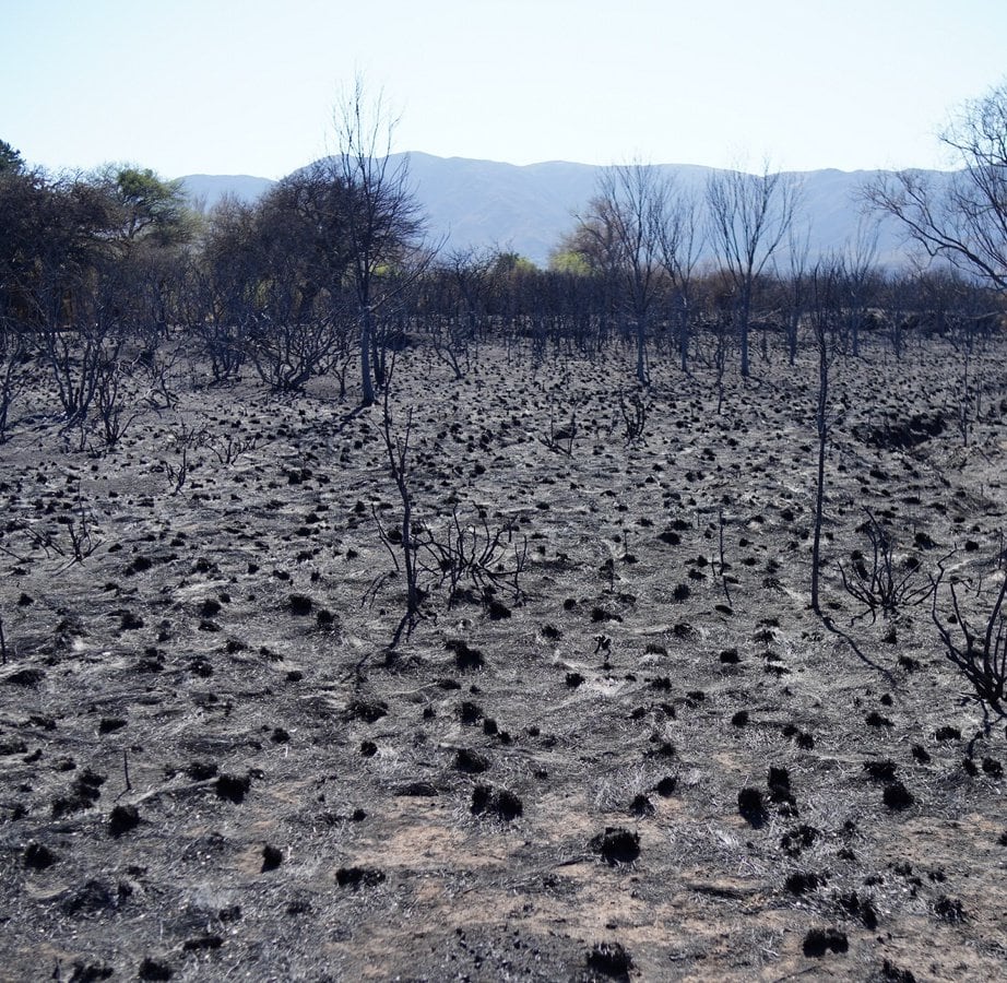 Así quedan las zonas arrasadas por el fuego.