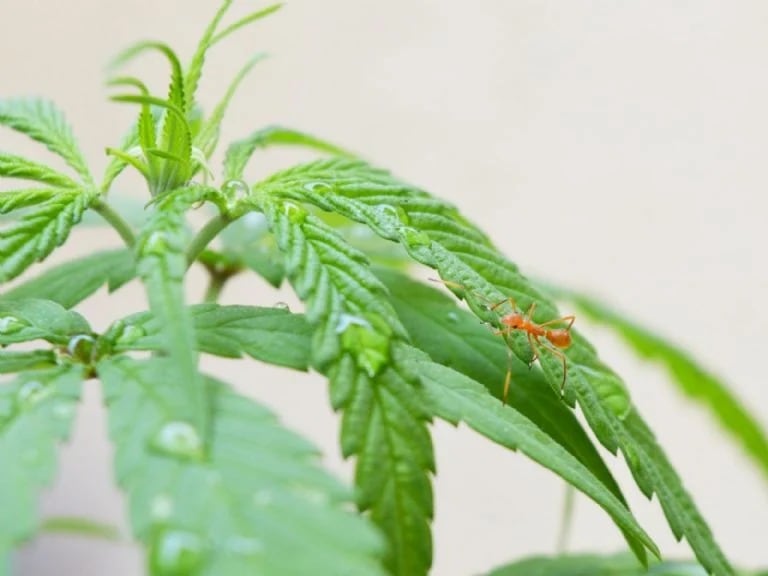 Este truco hará que las hormigas se alejen de tus plantas de inmediato.