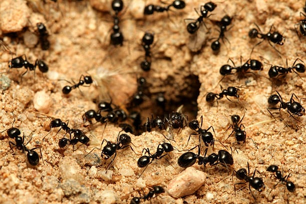 Este truco hará que las hormigas se alejen de tus plantas de inmediato.