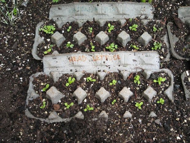 Tres opciones para reciclar maples de huevos.