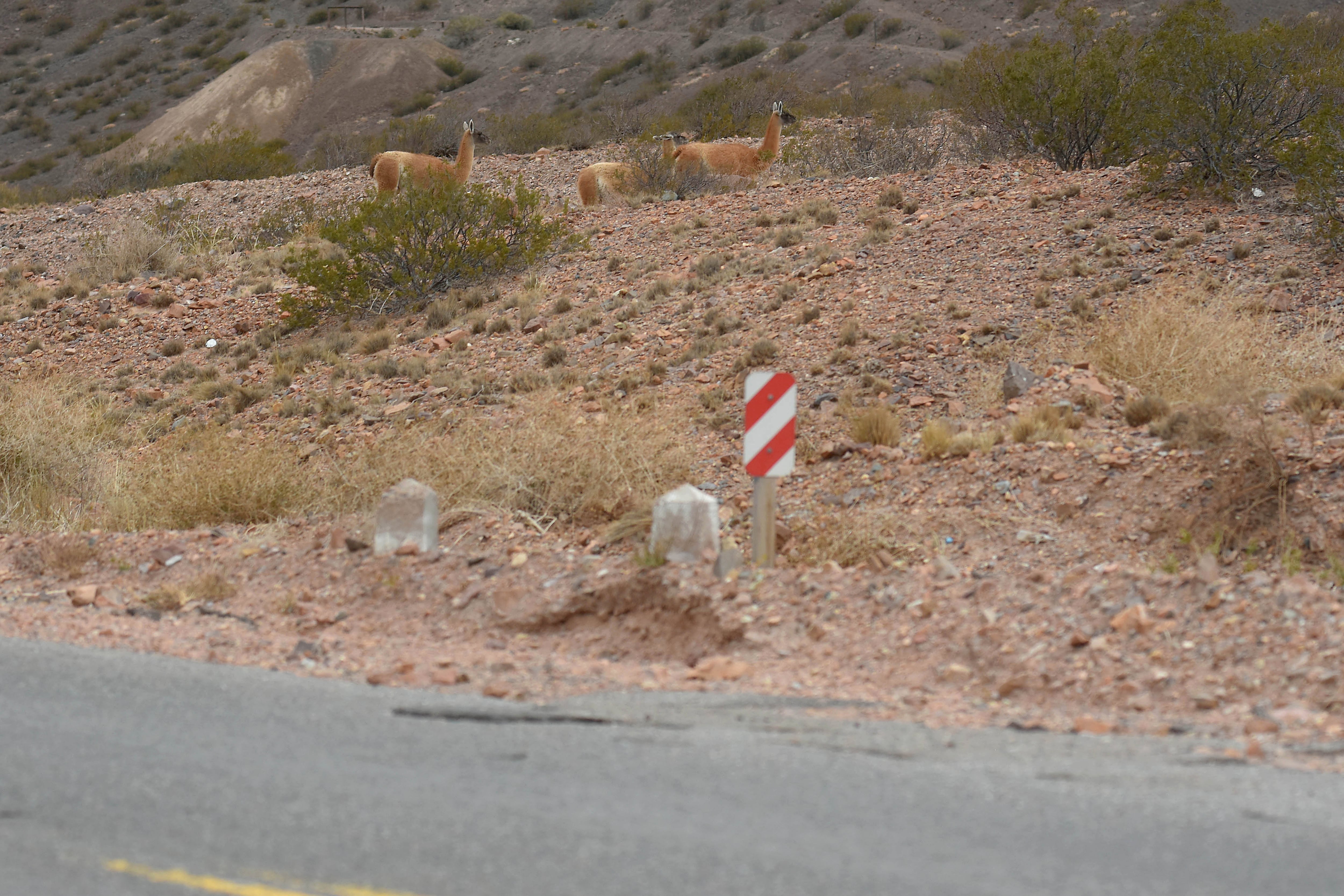 Un grupo de guanacos caminaba cerca de la ruta internacional 7 entre Potrerillos y Uspallata.
Foto: Marcelo Rolland / Los Andes