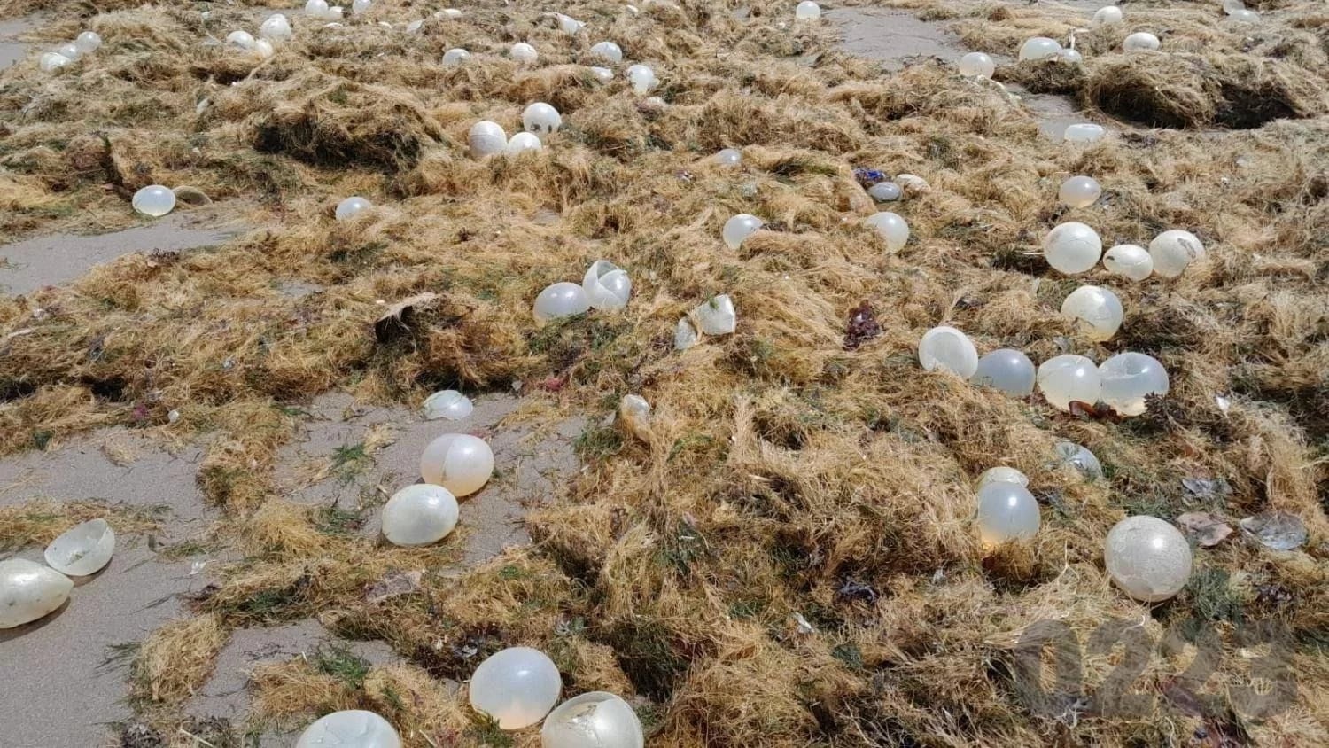 Las babosas moteadas son arrastradas hasta las playas junto con otros organismos, en lo que se conoce comúnmente como 'arribazones'. Foto: 0223