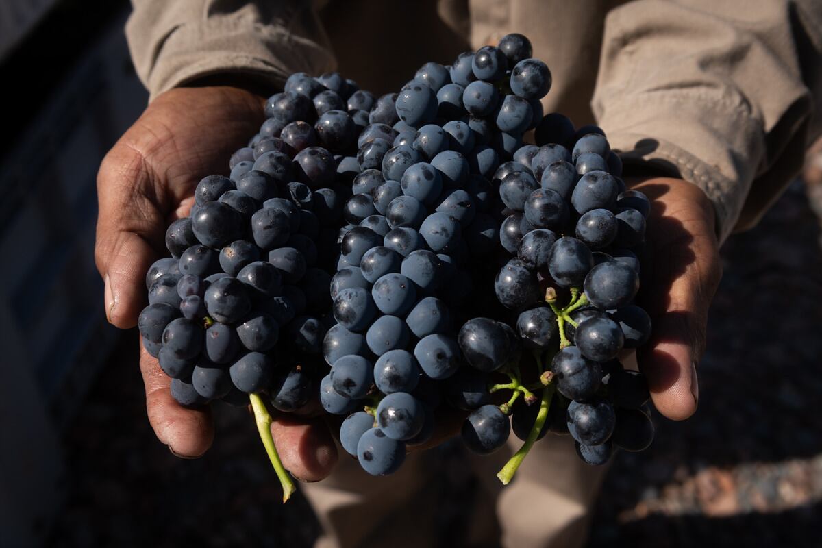 Vendimia 2022
Cosecha varietal Syrah en Finca del Inca, Barrancas, Maipú

Foto: Ignacio Blanco / Los Andes