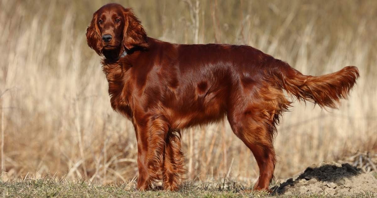 Las razas de perros que se dejaron de elegir con el tiempo