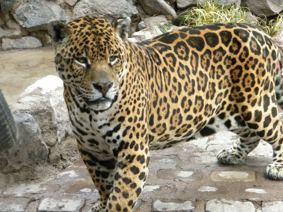 Historias del Zoo: Orlando, el yaguareté que vivió su segunda vida en Mendoza y murió en cautiverio. Foto: Gentileza.