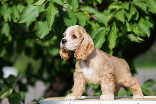 Las razas de perros que más sufren solas