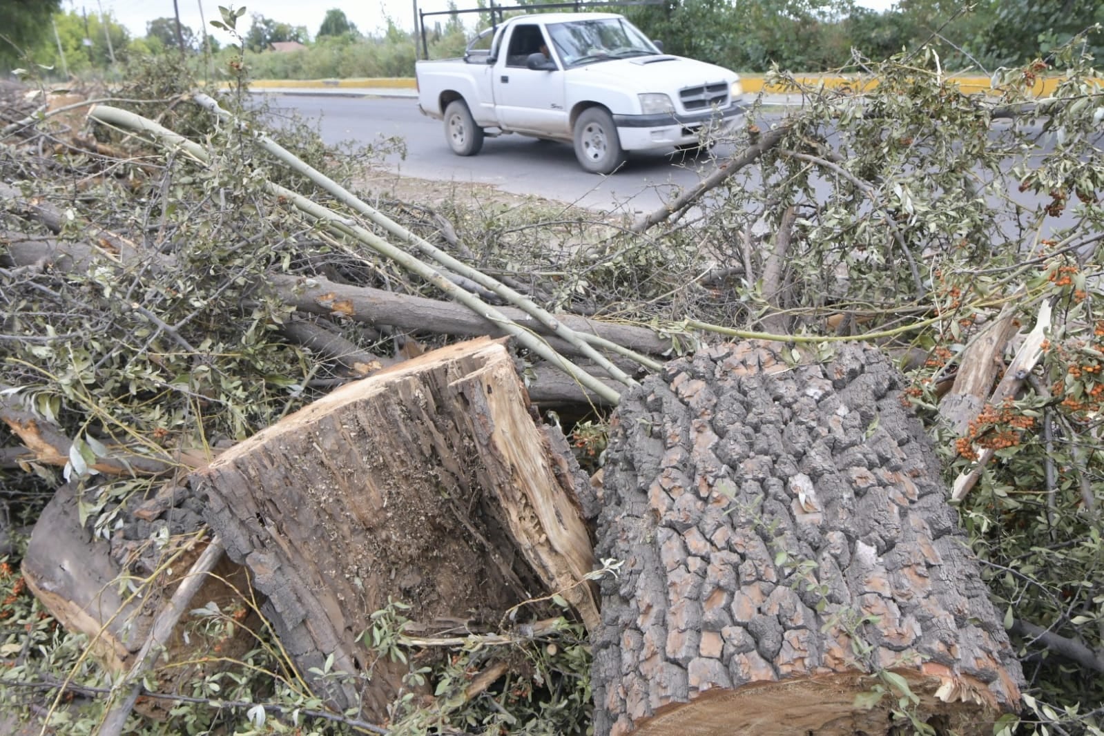 Denuncian “tala indiscriminada” en calle Guardia Vieja, pero Luján aclara que son árboles “decrépitos”. Foto: Orlando Pelichotti / Los Andes.