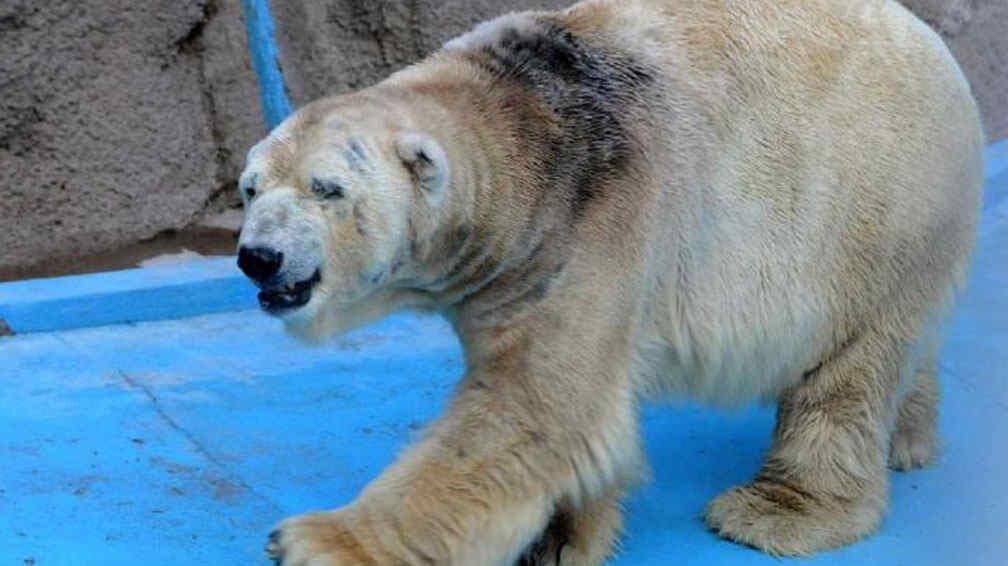 Historias del Zoo mendocino: Arturo, el oso polar que soportaba más 40° y que movilizó a todo un país. Foto: Archivo Los Andes.