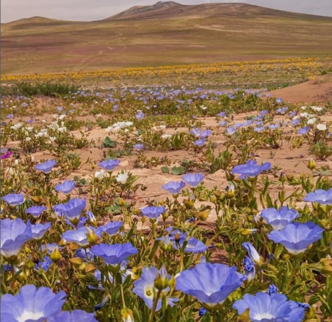 Arenas blancas y aguas cristalinas: cómo llegar a Bahía Inglesa, la paradisíaca playa chilena al norte de La Serena.. Foto: Instagram @desiertoflorido1