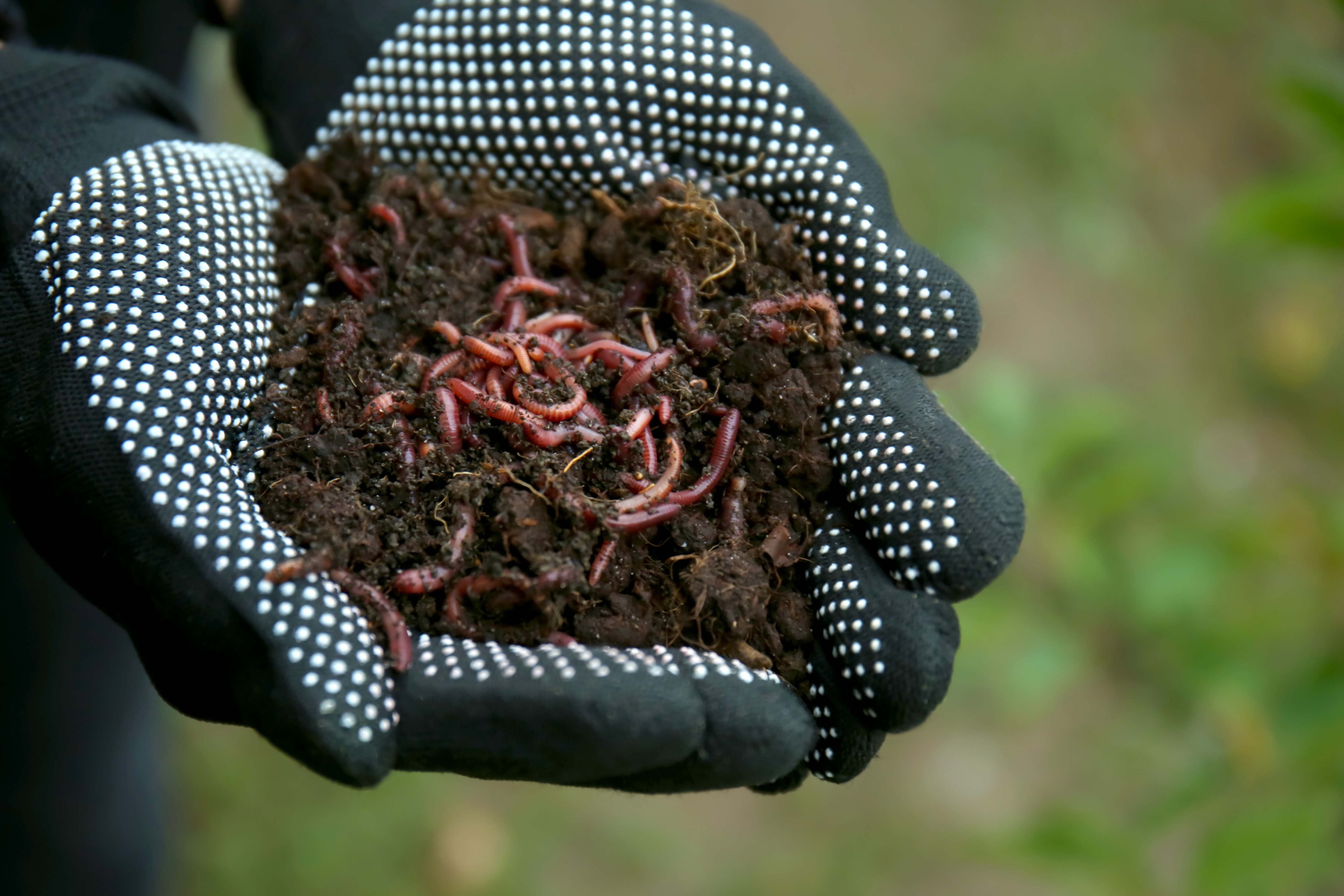 El lombricompuesto es el mejor fertilizante para plantas de jazmín, pues posee los dieciséis nutrientes que necesitan para crecer sanas.