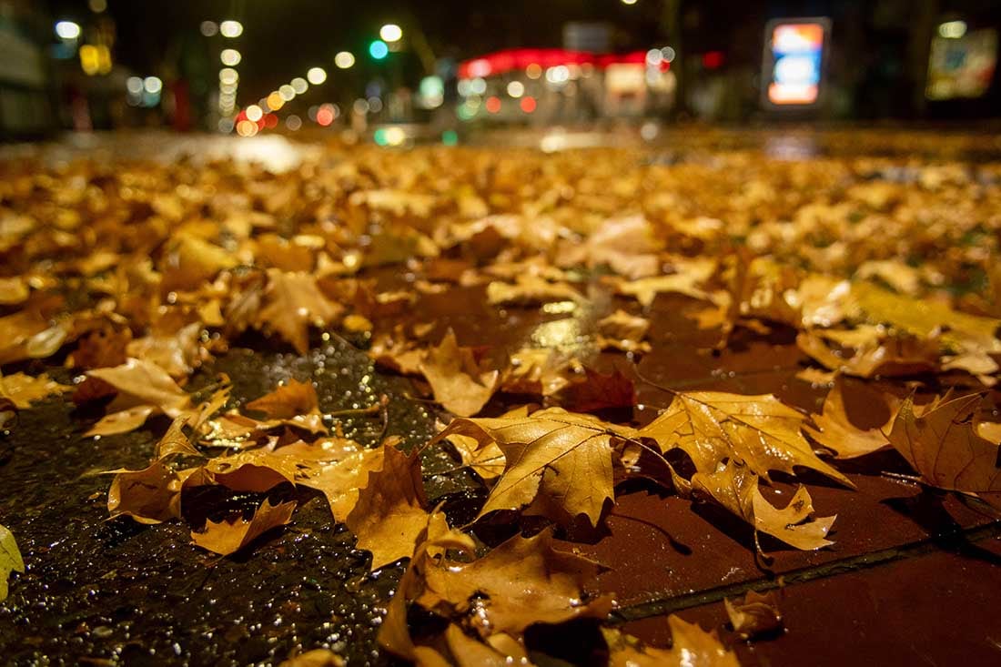 Las calles del la ciudad de Mendoza amanecieron con un colchón de hojas color ocre