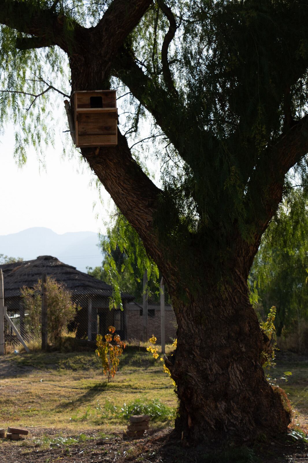 Así trabaja la Ciudad por la conservación de la biodiversidad urbana. Foto: Mendoza Ciudad.