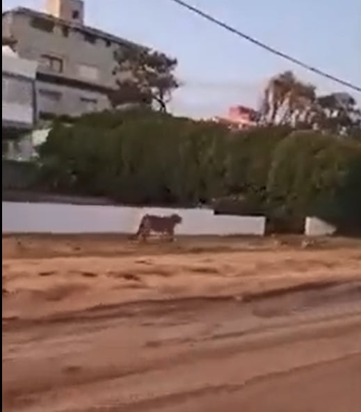 Vieron a dos pumas sueltos en Villa Gesell, suspendieron las clases y piden a la gente que no salga. Foto: Captura Web.