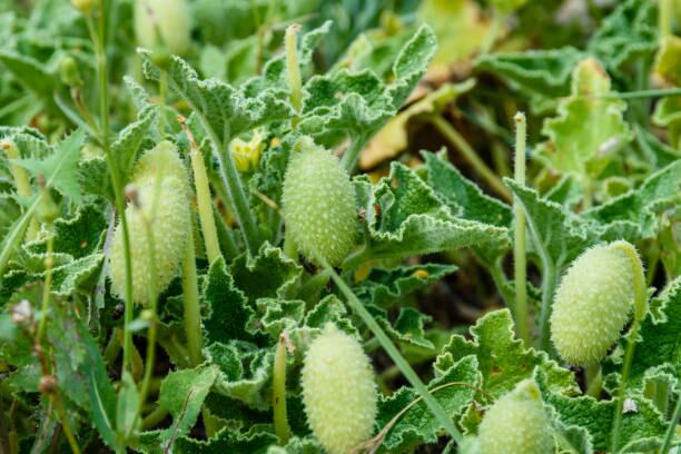 El pepino del diablo es una planta herbácea perenne de la familia de las Cucurbitáceas. Foto: iStock.