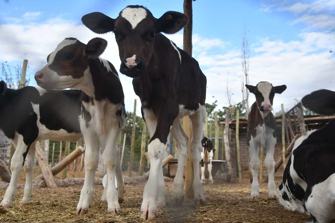 Los ganaderos daneses deberán pagar 300 coronas danesas (aproximadamente $39.000) por tonelada de dióxido de carbono en 2030 / Foto: José Gutierrez / Los Andes