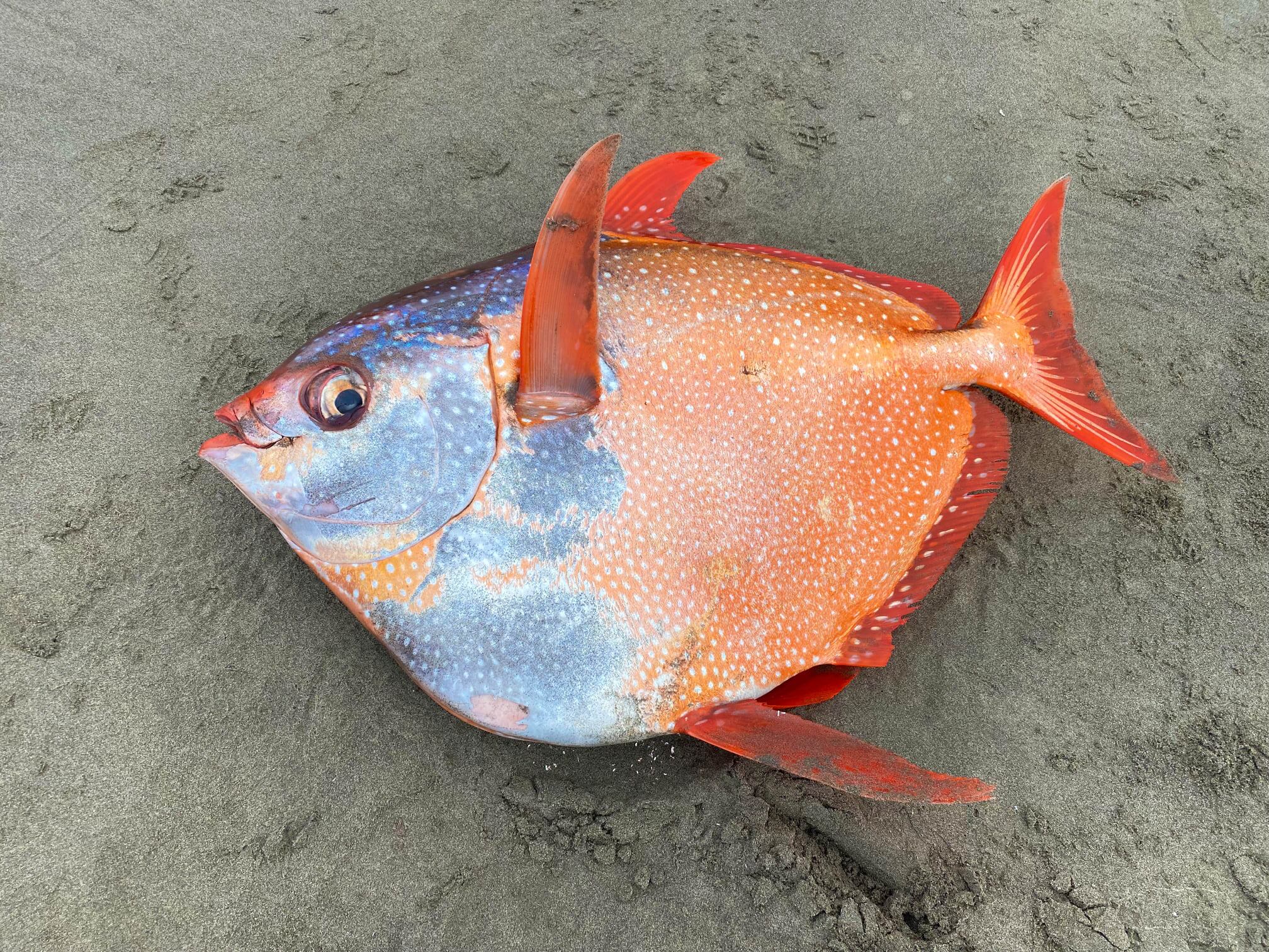 El extraño pez que apareció en la costa de Oregon, Estados Unidos.