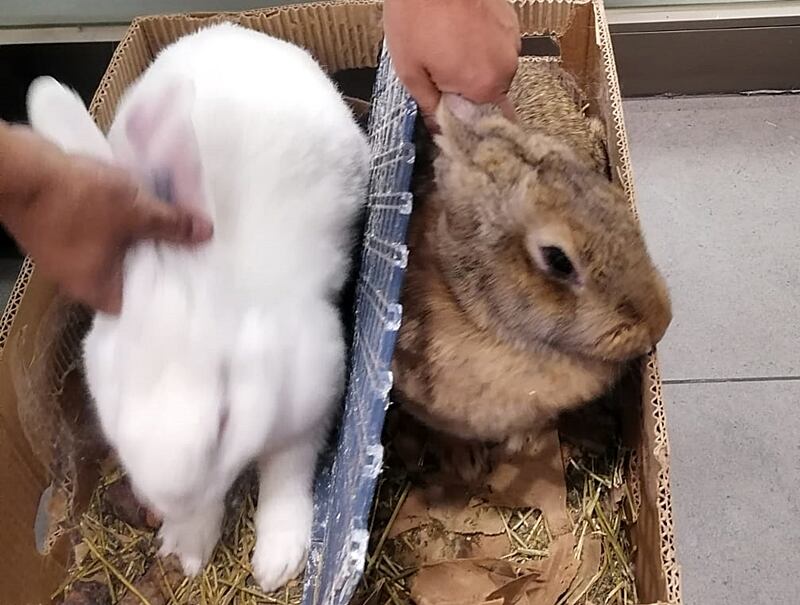 Los animales secuestrados por los carabineros de Chile. Gentileza Andesonline, Chile.