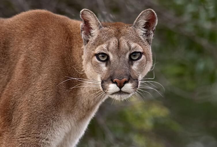 En Mendoza el puma está protegido, pero en la Patagonia su caza está autorizada.