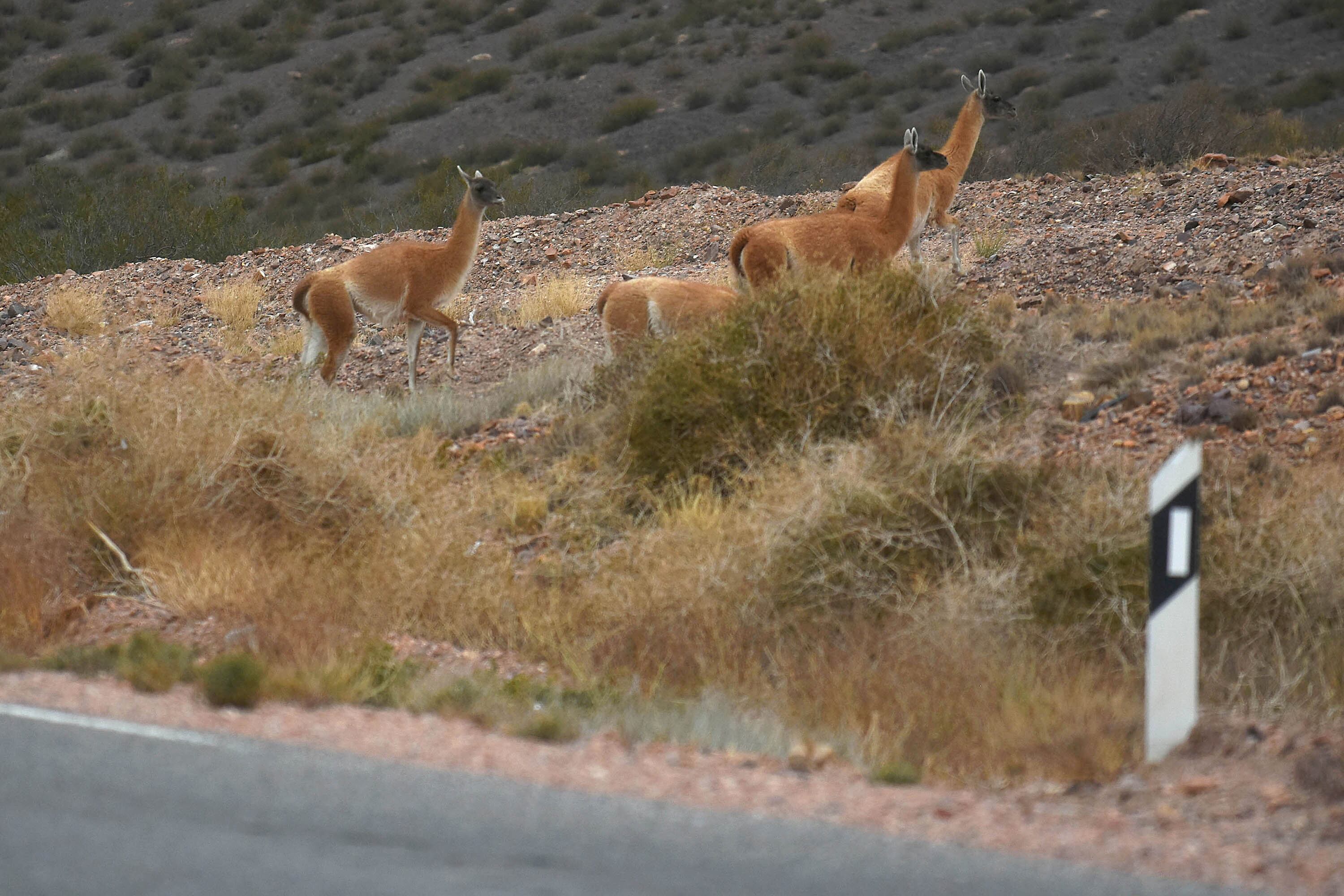 Un grupo de guanacos camina cerca de la ruta internacional 7 entre Potrerillos y Uspallata.
Foto: Marcelo Rolland / Los Andes