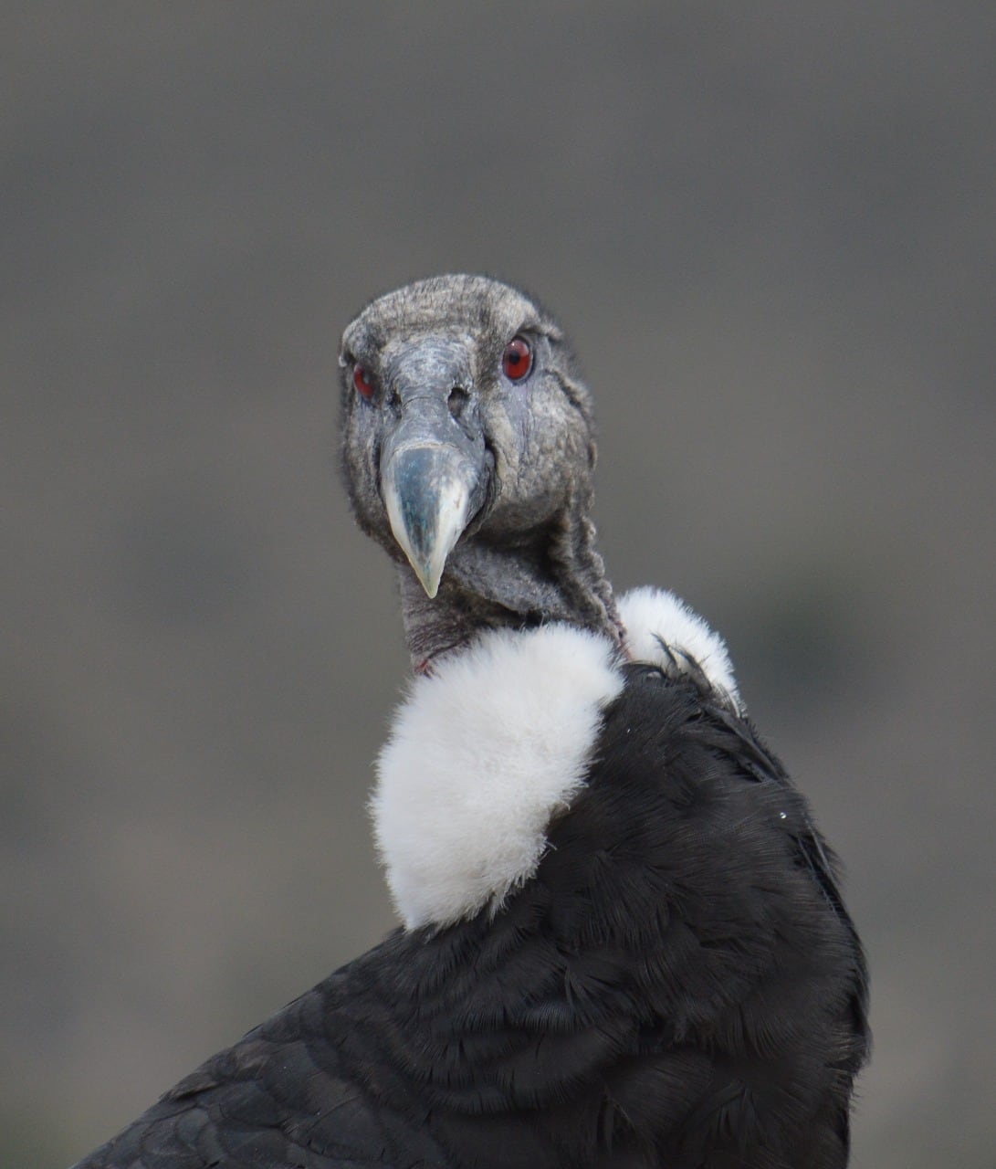 Quica fue liberada este miércoles en un cerro de Esquel, a cinco kilómetros de la casa donde fue encontrada intentando levantar vuelo. Fotos: Tomás Francisco García Plandolit.