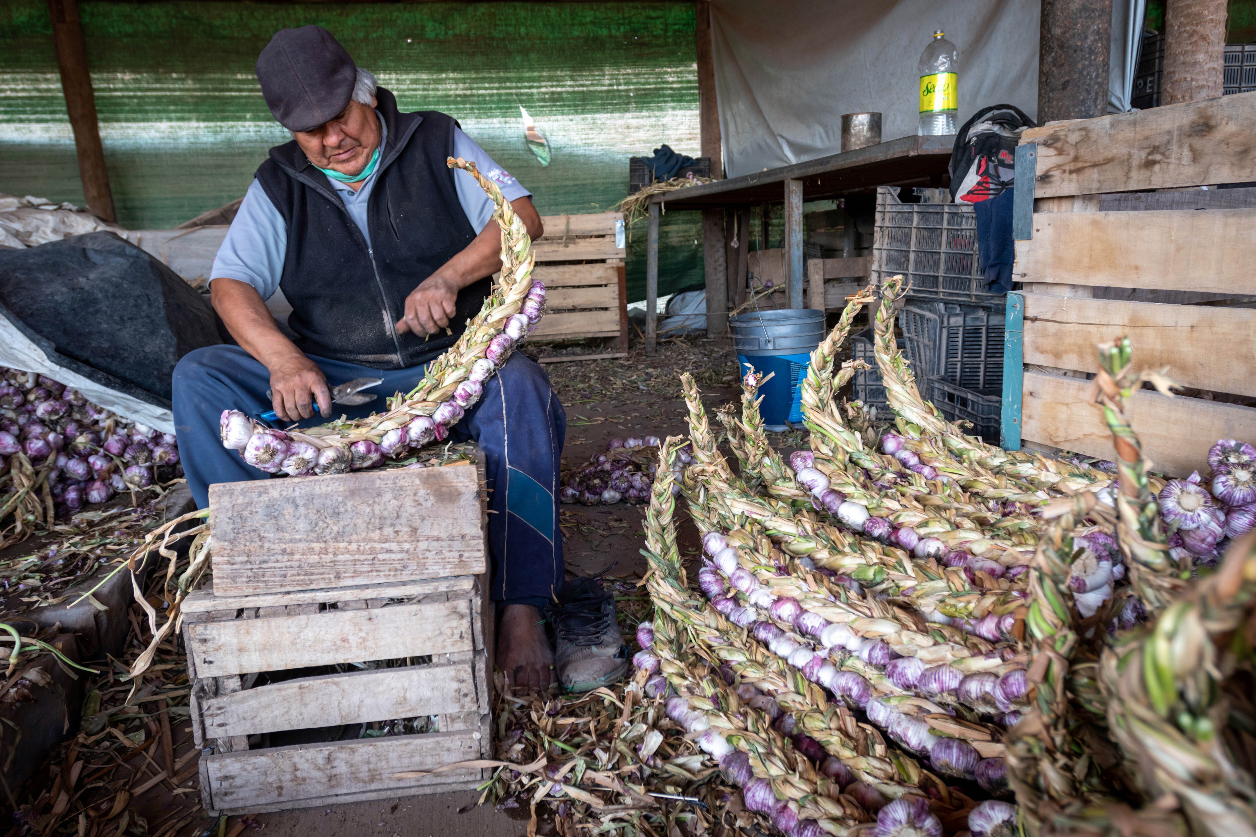 Mendoza es una de las principales zonas productoras de ajo.