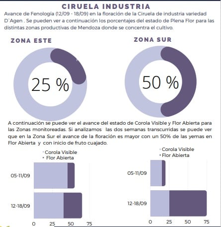 Evolución fenológica de la ciruela industria 2022. Fuente: IDR