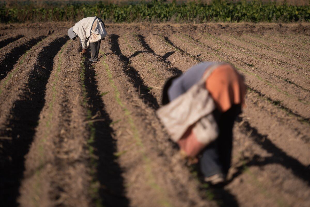 Con algunos cultivos de invierno, apuntaban a tener un ingreso mientras esperan que los patrones anteriores les paguen la deuda, que se encuentra en la Justicia. Foto: Ignacio Blanco / Los Andes