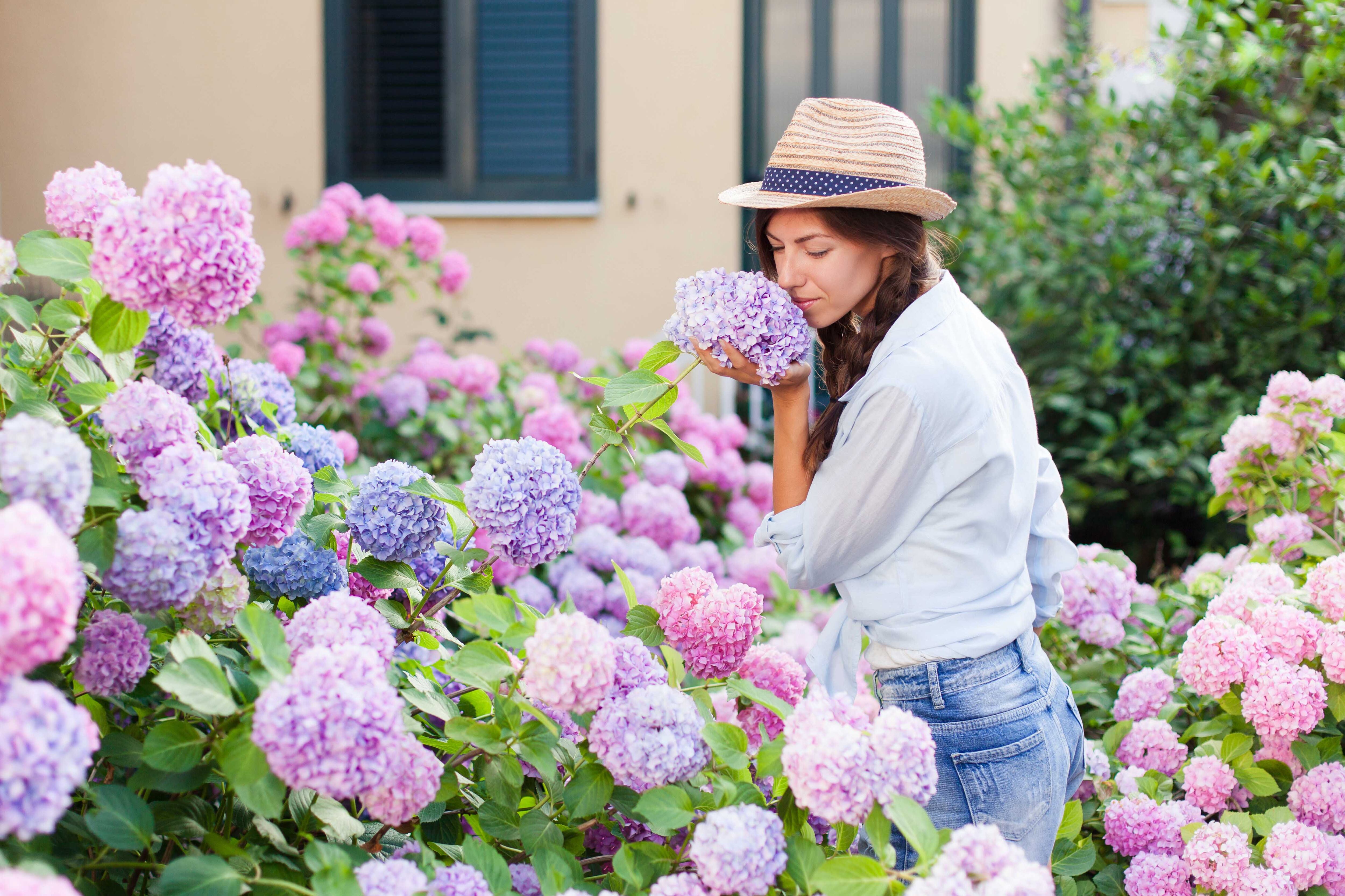 Al podar hortensias, lo mejor es que quitemos las ramas viejas y muy gruesas para favorecer así a las nuevas, a las que hay que sacarles un 40% de su largo.