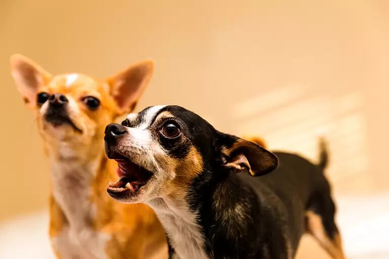 Los perros ladran para cuidarse y cuidar a las personas.