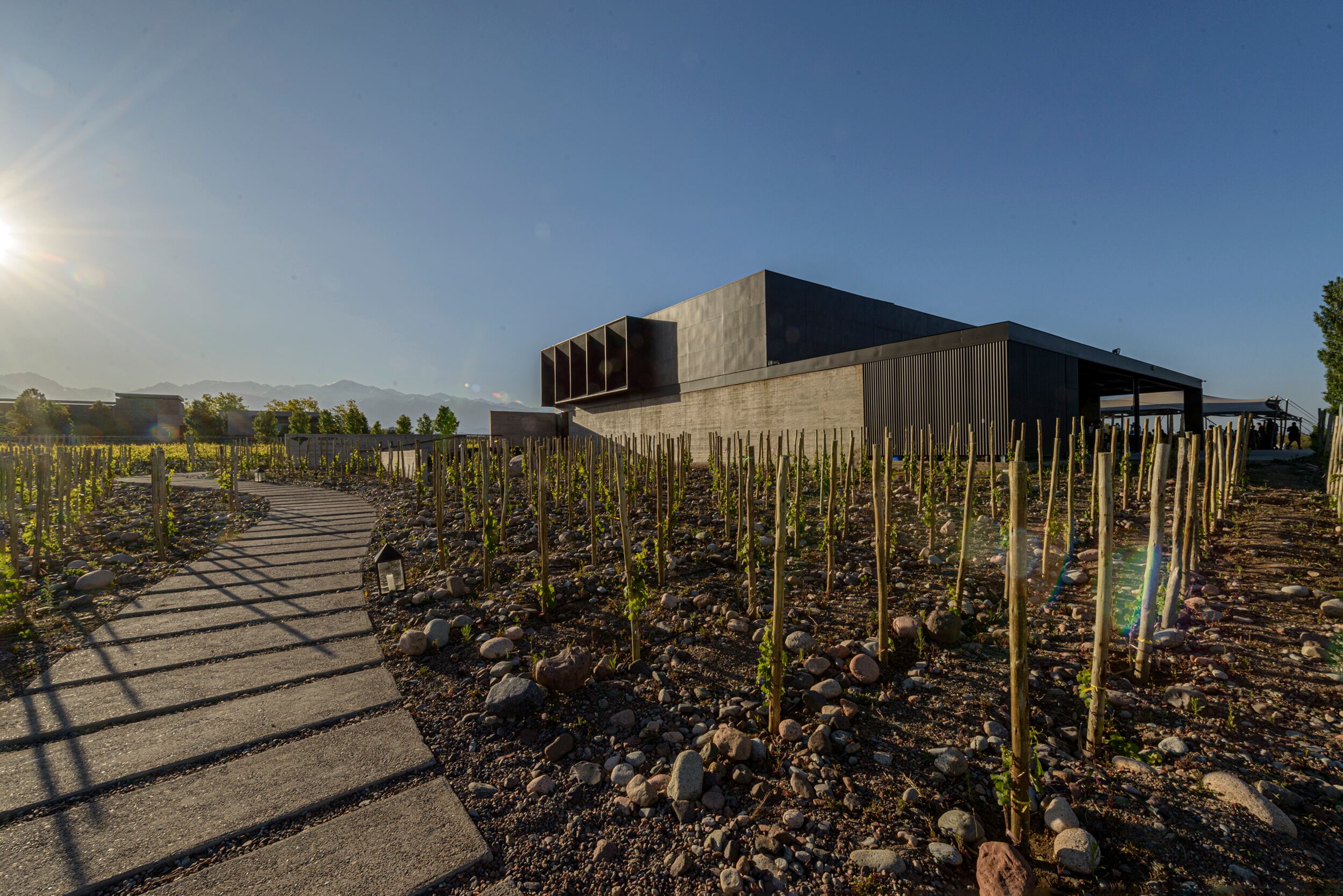 Bodega Corazón del Sol fue pionera en plantar uvas Garnacha, Syrah y Mourvédre.