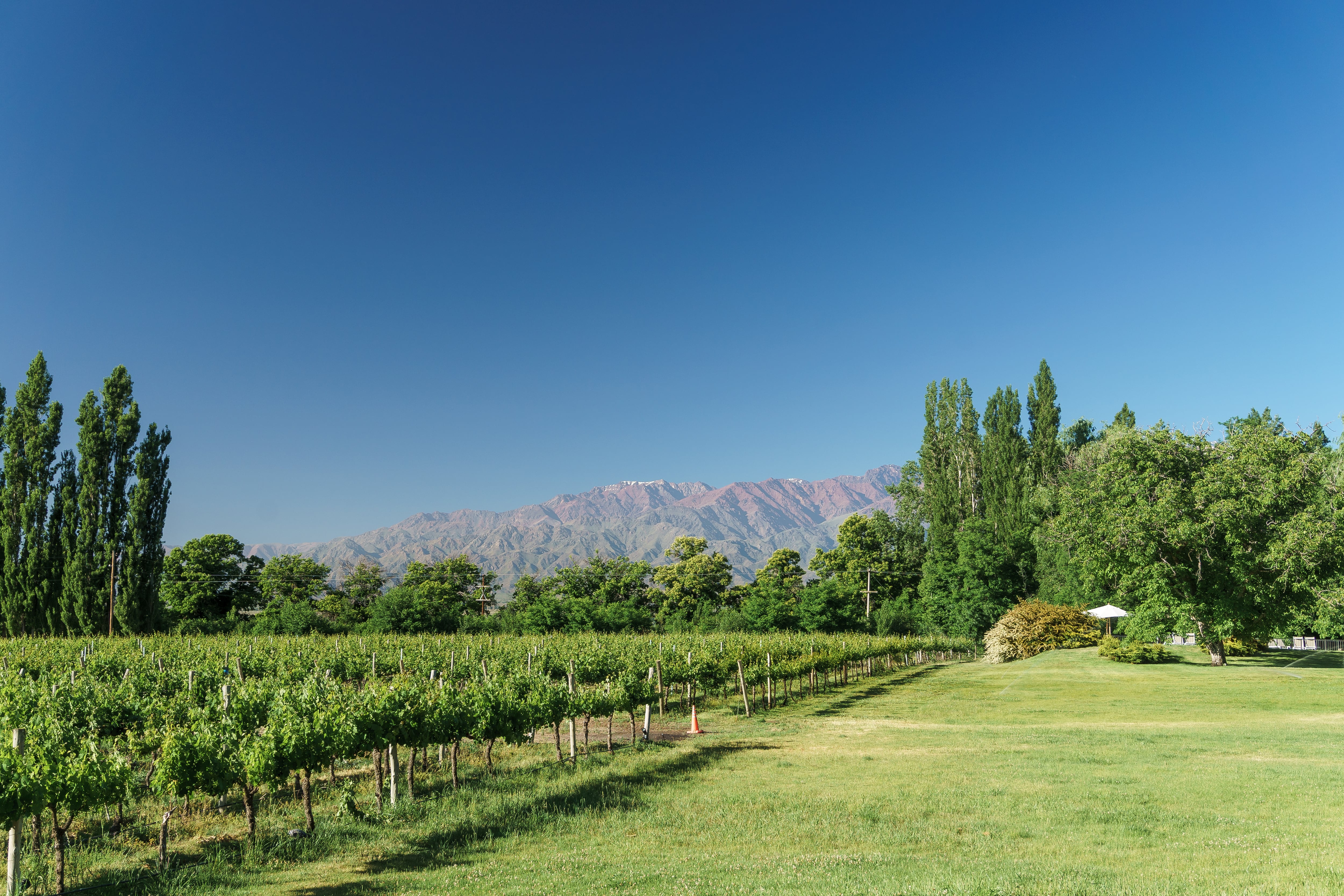 Viñedos del Valle de Uco. Foto: Civitatis