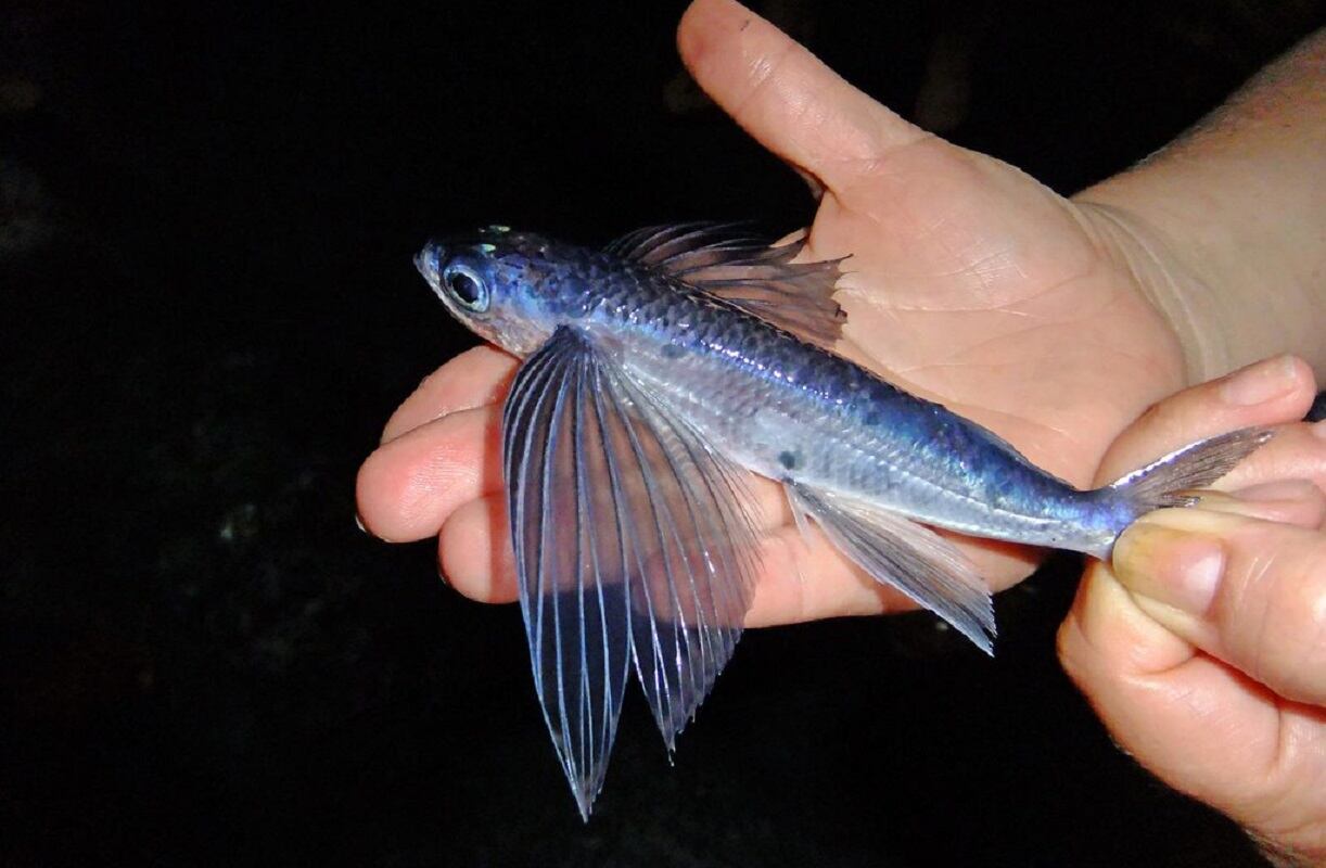 Exocétidos o peces voladores (Exocoetidae) - 