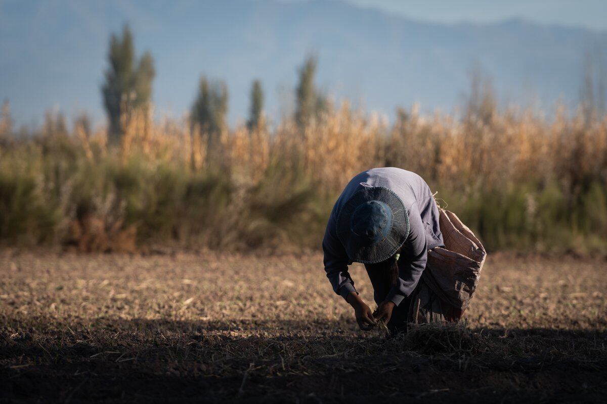 Recuperagro contempla una asistencia económica de $34.740 a micro, pequeños y medianos productores agrícolas, contratistas, trabajadores registrados y desocupados. Foto: Ignacio Blanco / Los Andes