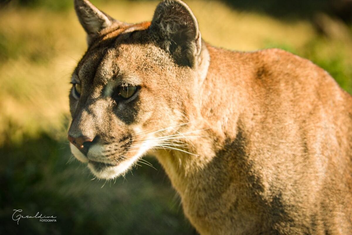 Thelma, la puma que quedó huérfana de cachorra y jamás volverá a ser libre. Foto: Gentileza "S.O.S. acción Salvaje"