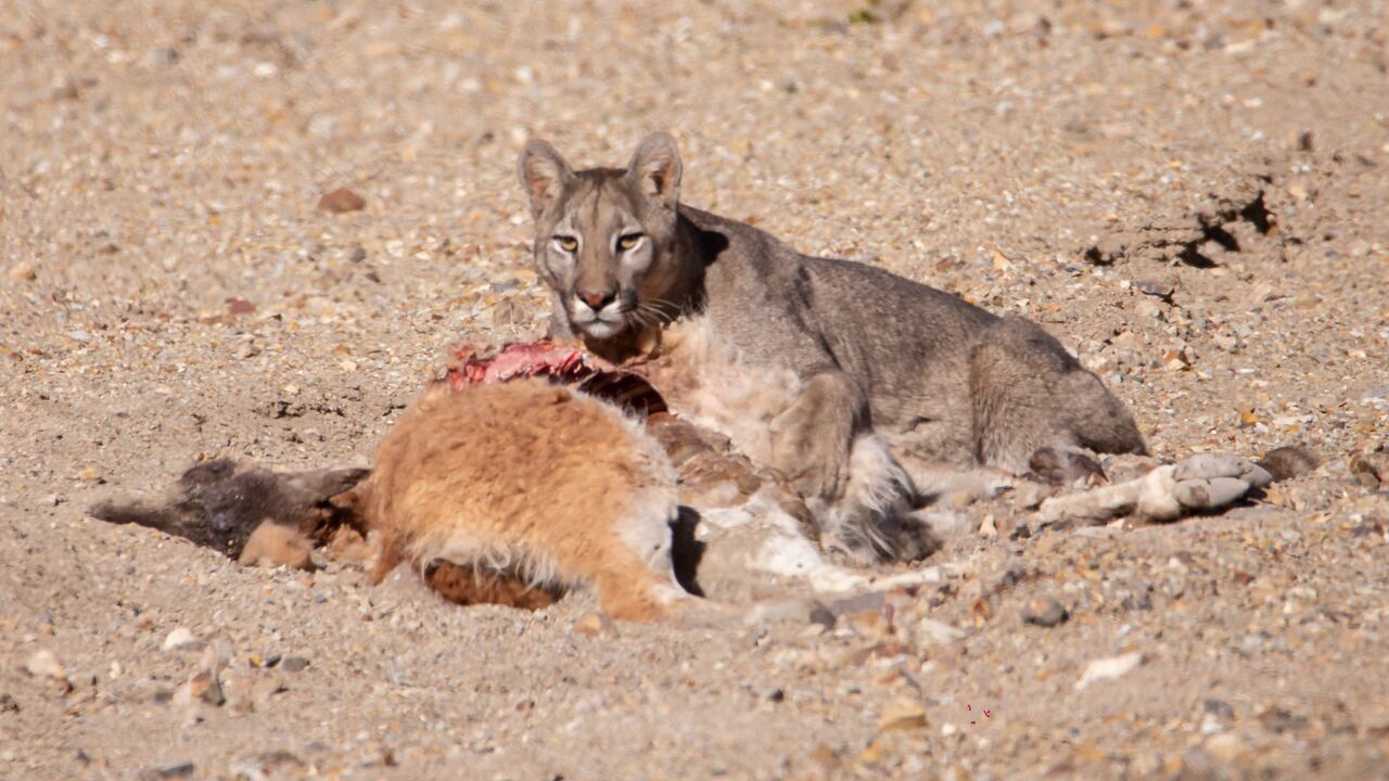 Volvían de tomar unos mates y filmaron a un puma comiendo a un guanaco: cómo actuar en estos casos. Foto: Archivo (Gentileza Martín Pérez (@cuyo.birding.3)