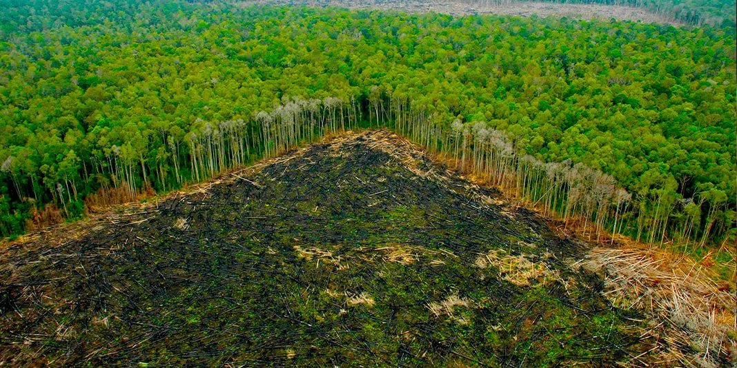 Hay mucha preocupación por la deforestación en la amazonia brasileña.