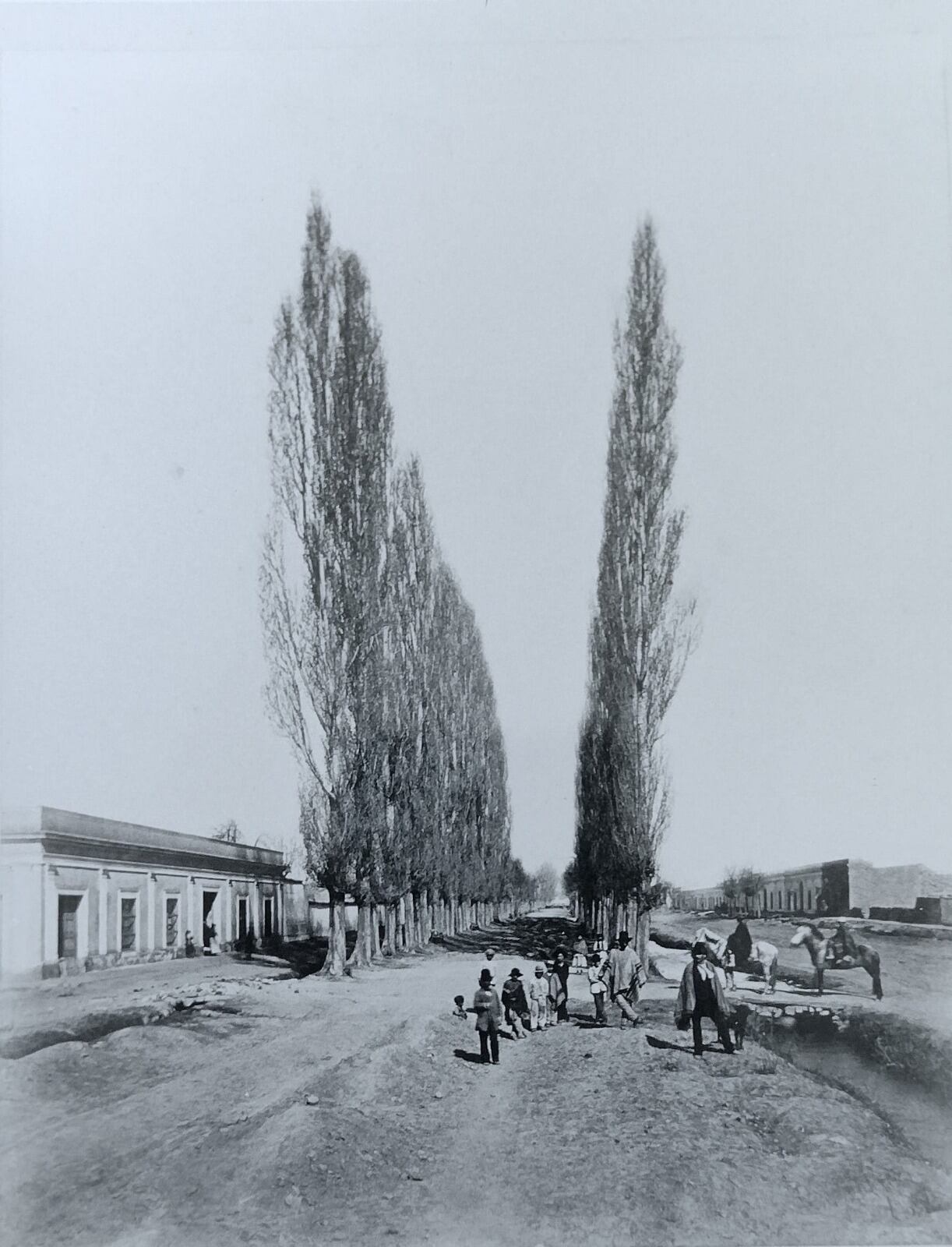 Árboles de Mendoza, testigos ¿silenciosos? de la historia hídrica de la provincia