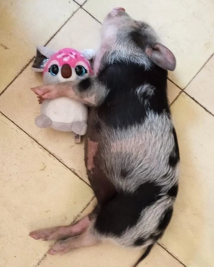 La mini pig antes de ser asesinada.