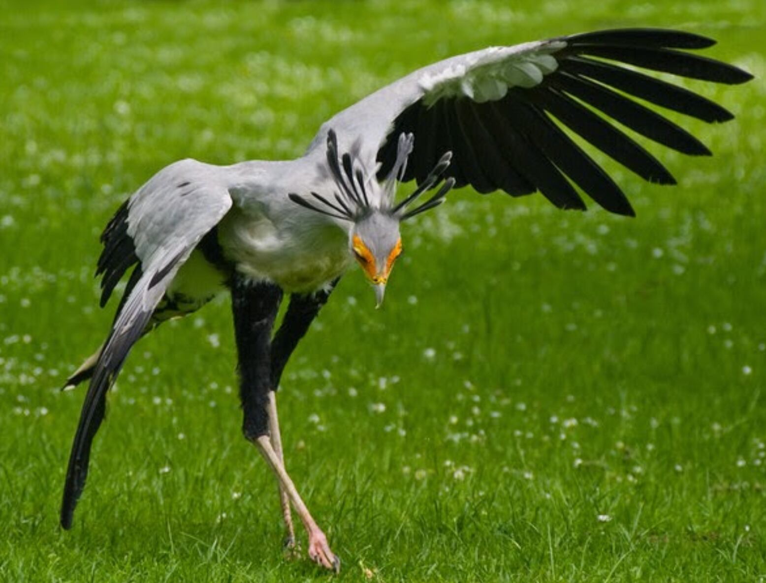 Pájaro secretario