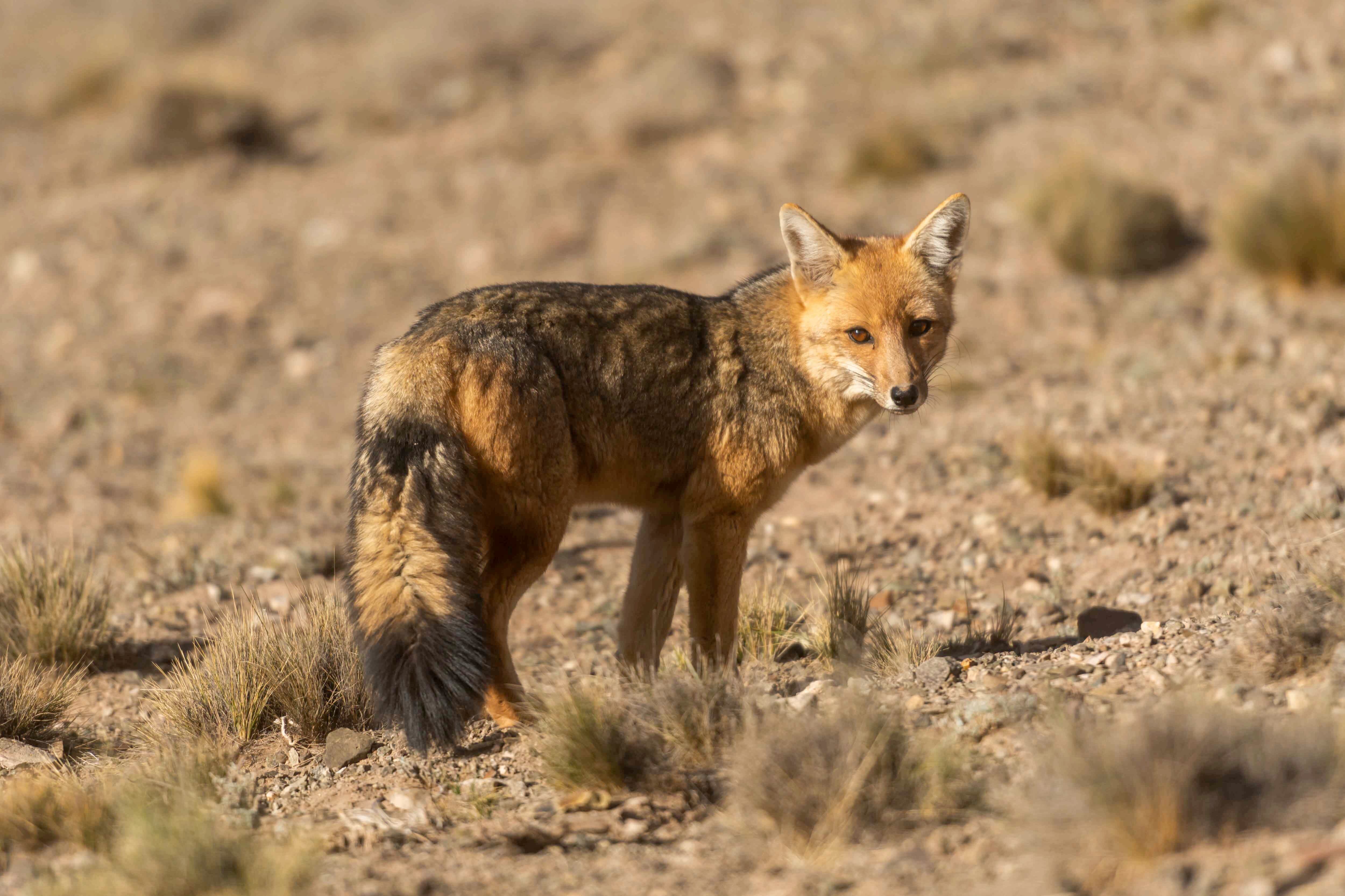 Preocupación por un brote de moquillo neurológico que está matando a zorros en Potrerillos. Foto: Ignacio Blanco / Los Andes.
