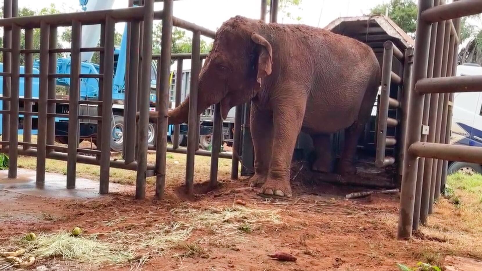 Pocha, Guille y su primera noche en el santuario: a 12 horas de llegar, las elefantas volvieron a encontrarse 