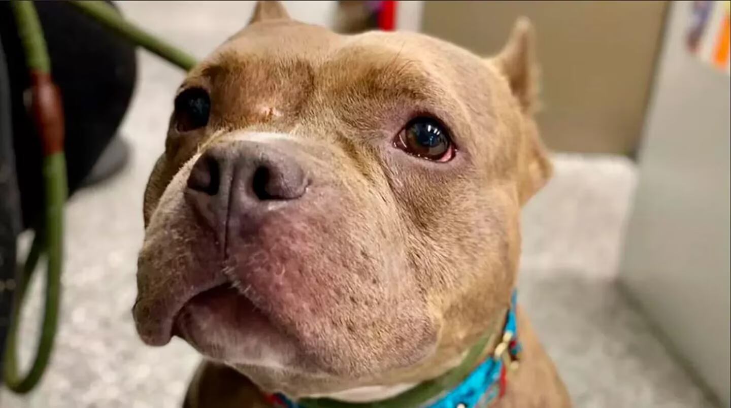 Tic Tac, la pitbull que fue devuelta por una familia al refugio. Gentileza: Facebook/Voorhees Animal Orphan.