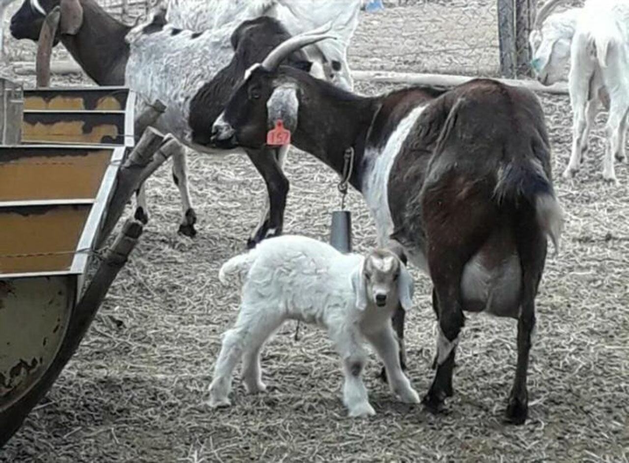 Galileo es el primer cabrito nacido por inseminación artificial en la provincia. | Foto: gentileza