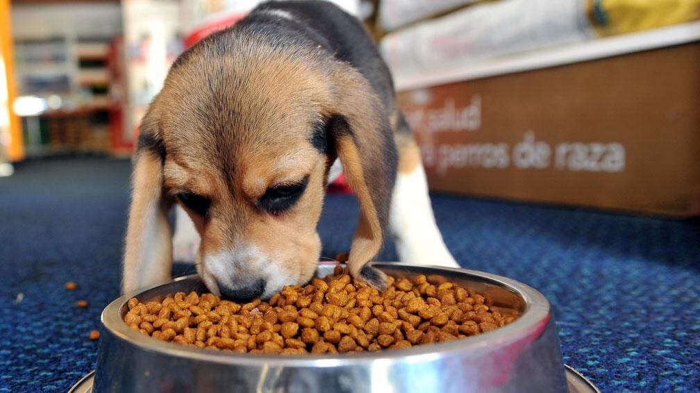 BEAGLE (Sergio Cejas/Archivo).