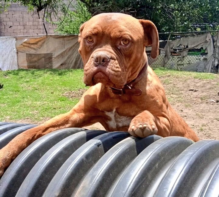 Brownie, el perro triste - Fotos Fundación Tobi