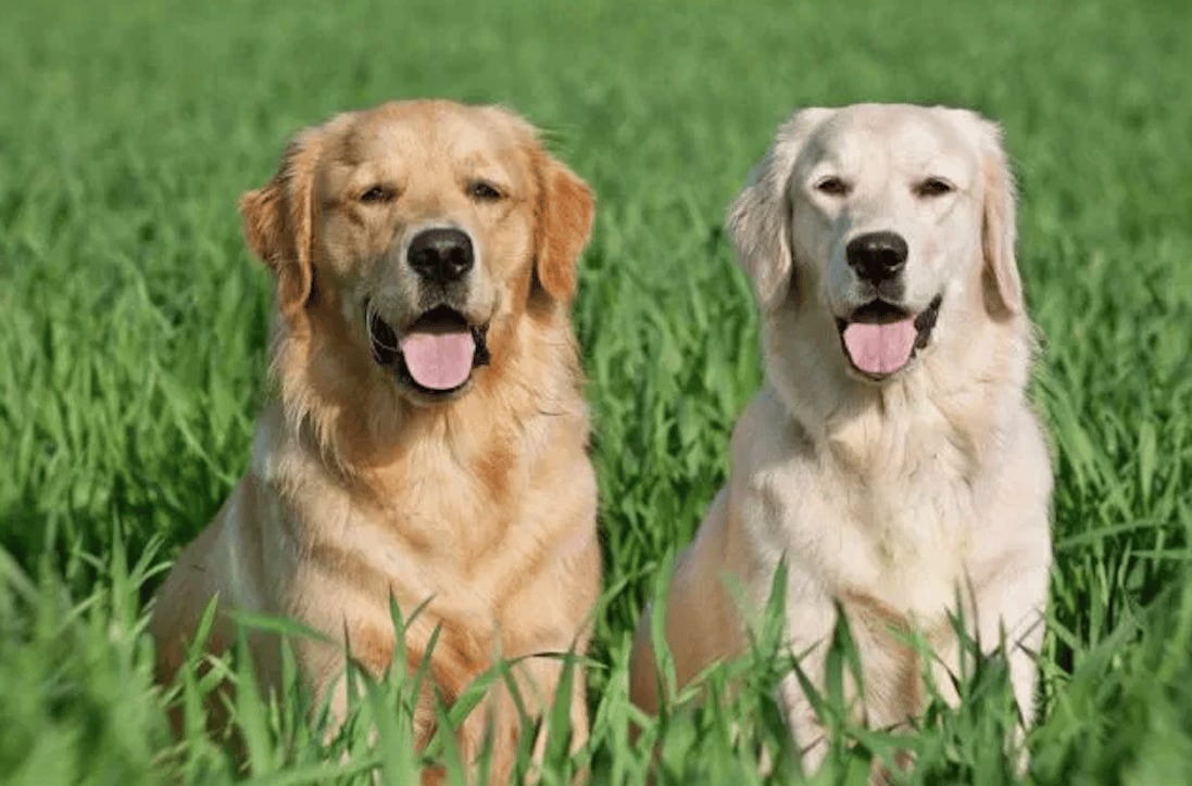 Estos perros son los que mejor se llevan con los niños.